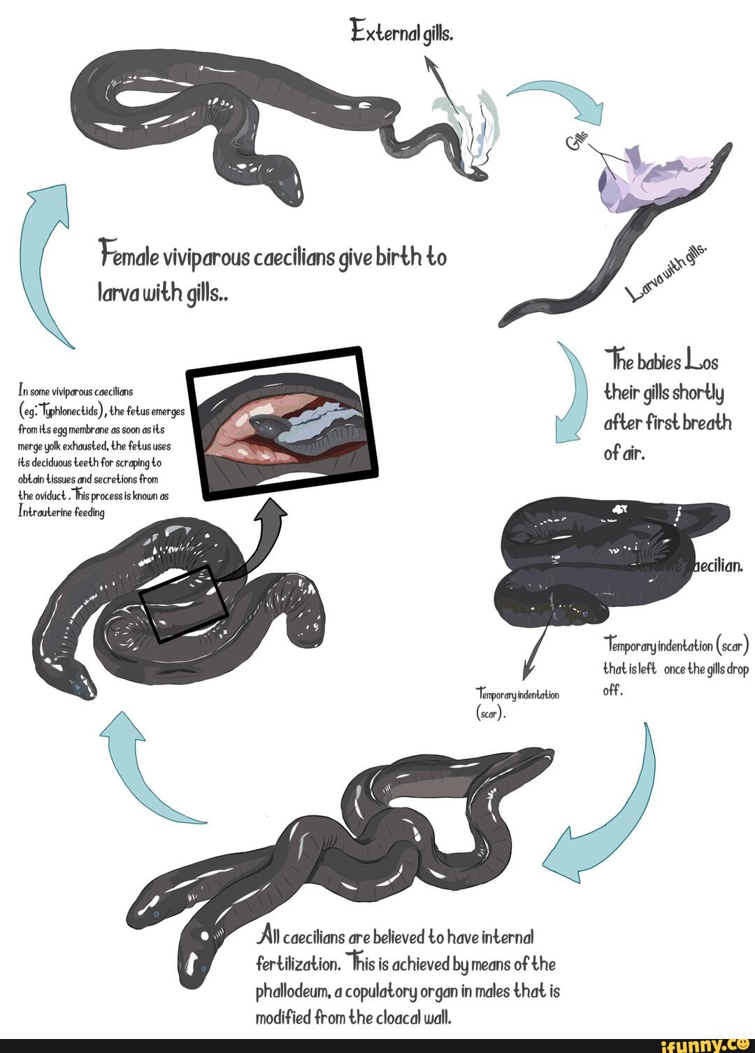 The life cycle of viviparous metamorphic caeciliana - External gills ...