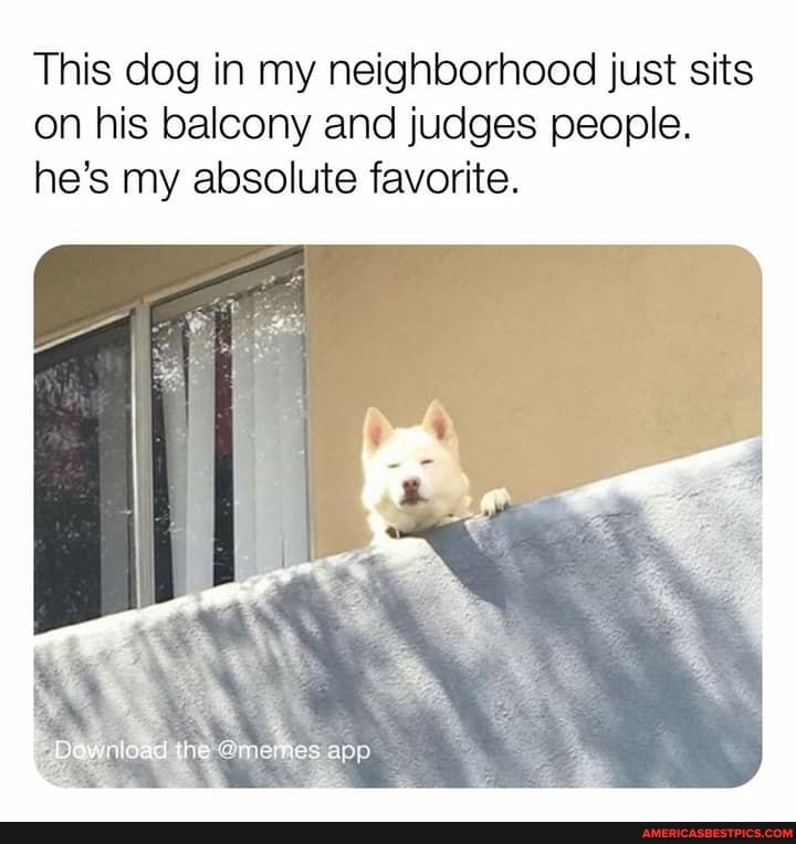 This dog in my neighborhood just sits on his balcony and judges people.
he's my absolute favorite.
he es app