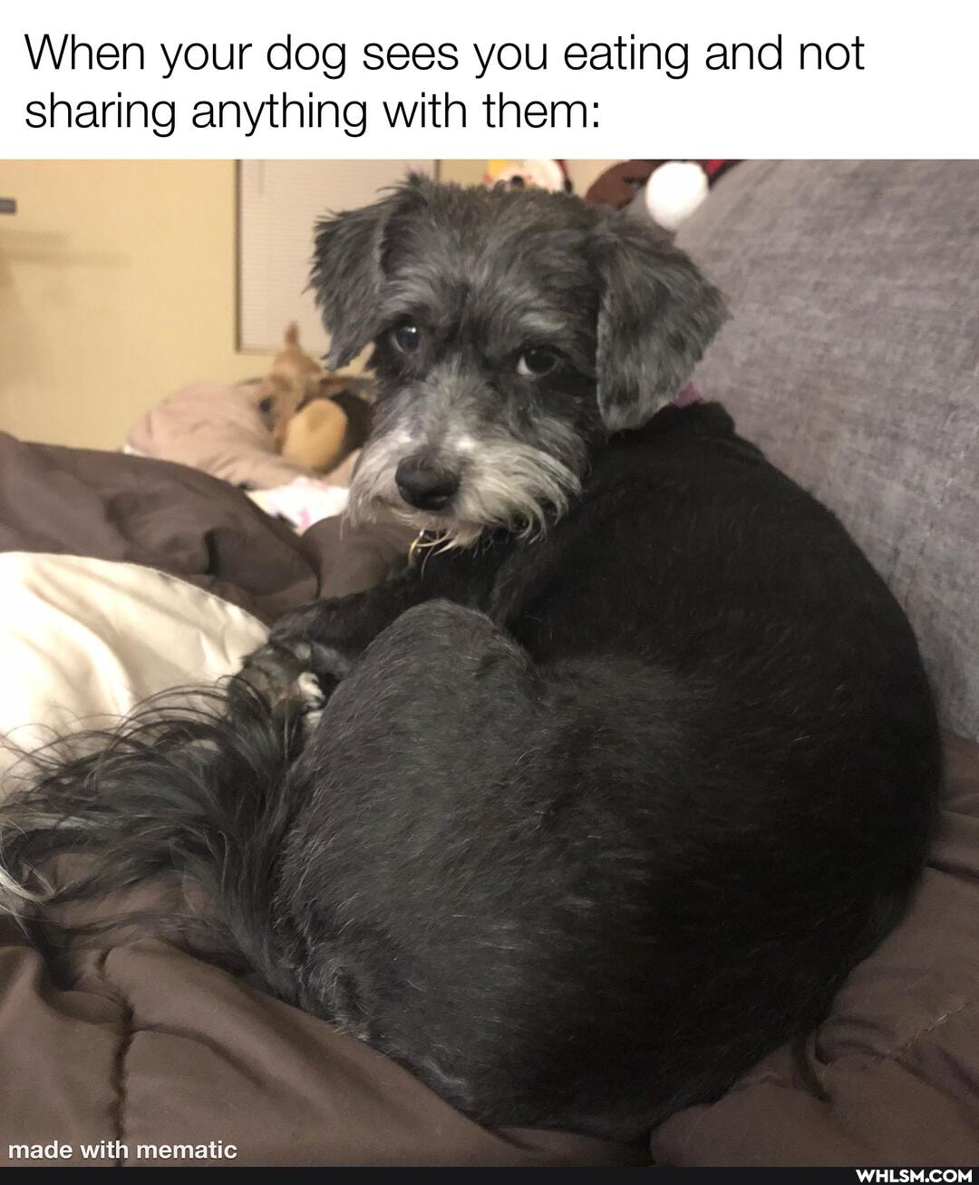 When your dog sees you eating and not sharing anything with them: