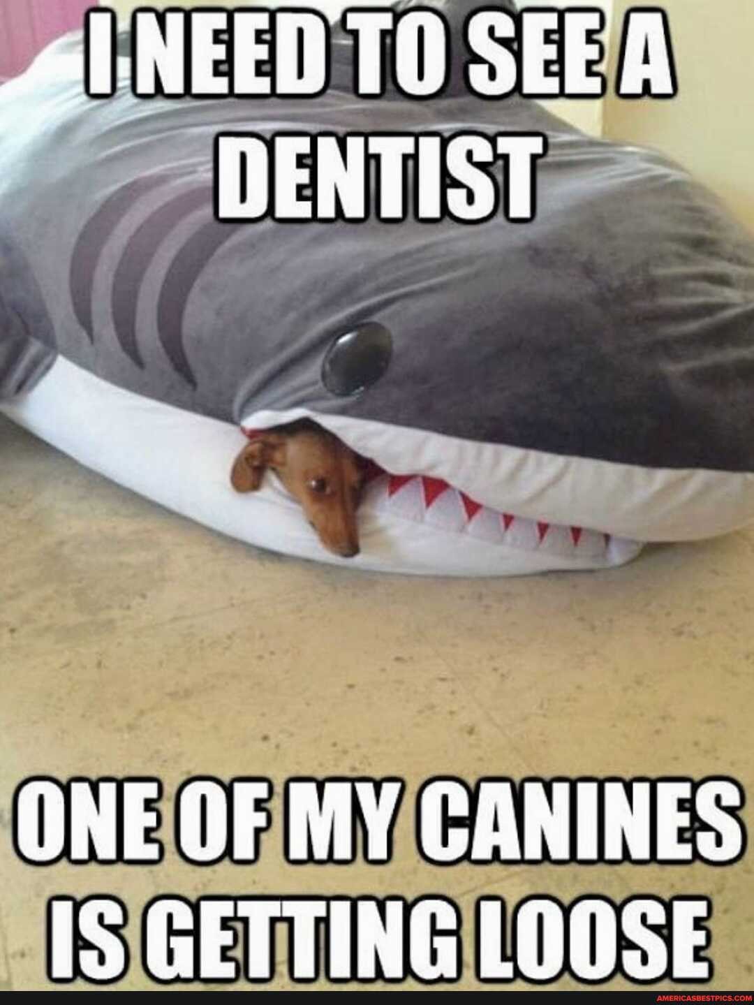 NEED TO SEE A DENTIST
ONE OF MY CANINES IS GETTING LOOSE