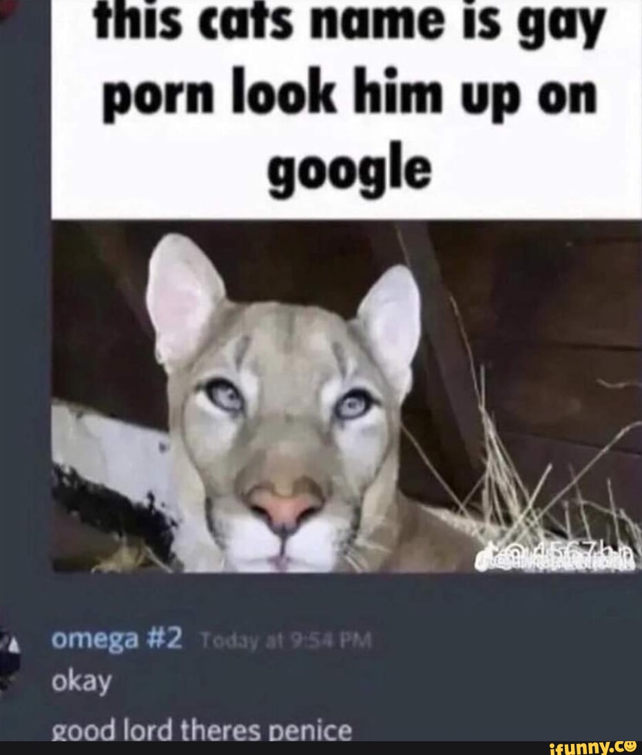 932px x 1096px - Is Cats name IS gay porn look him up on google omega #2 okay good lord  theres nenice - iFunny