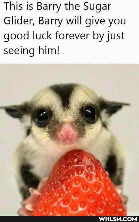This is Barry the Sugar
Glider, Barry will give you good luck forever by just seeing him!