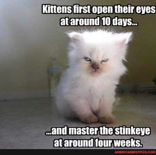 Kittens first open their eyes at around 10 days... and master, the ...