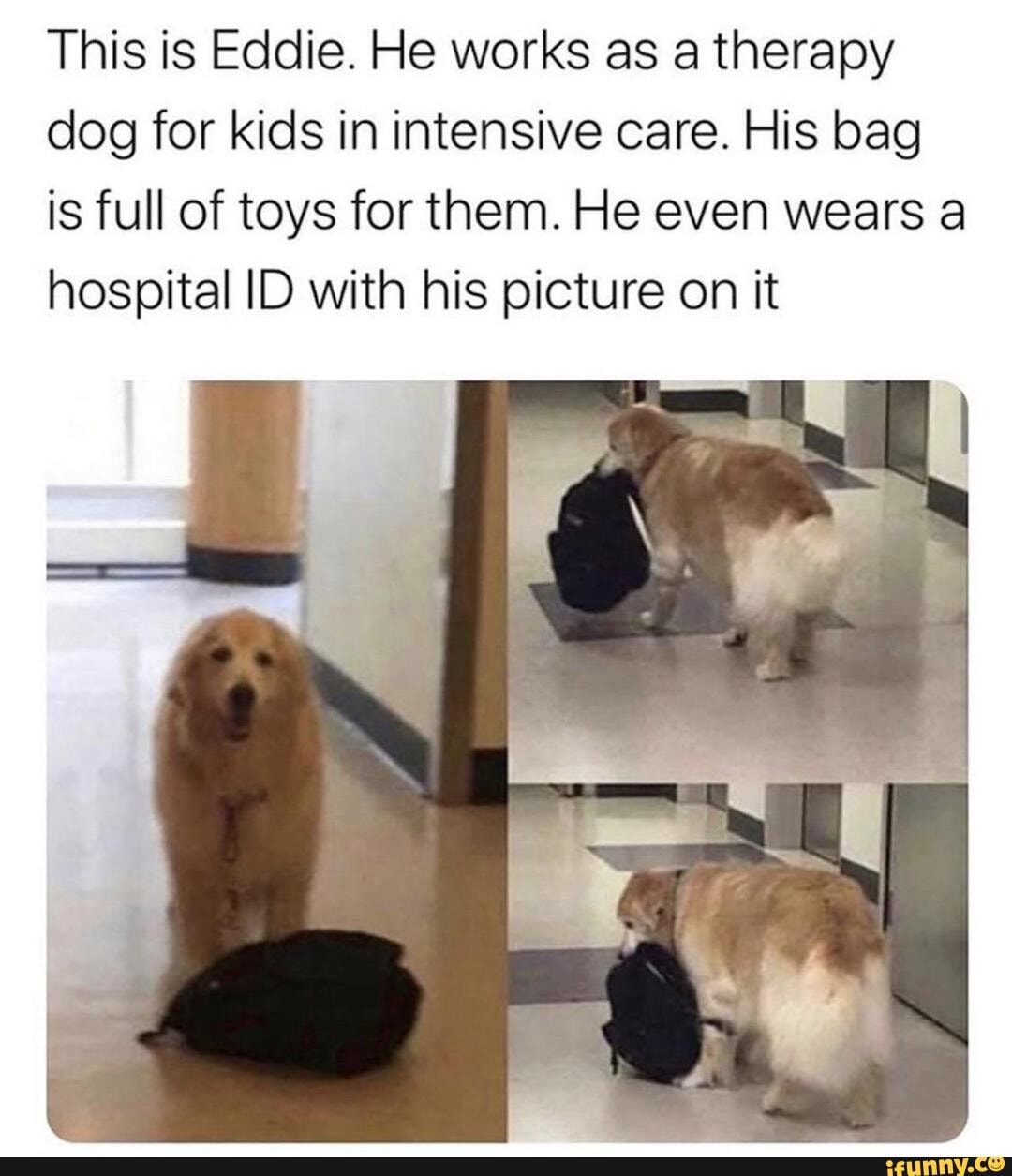 This is Eddie. He works as a therapy
dog for kids in intensive care. His bag
is full of toys for them. He even wears a
hospital ID with his picture on it