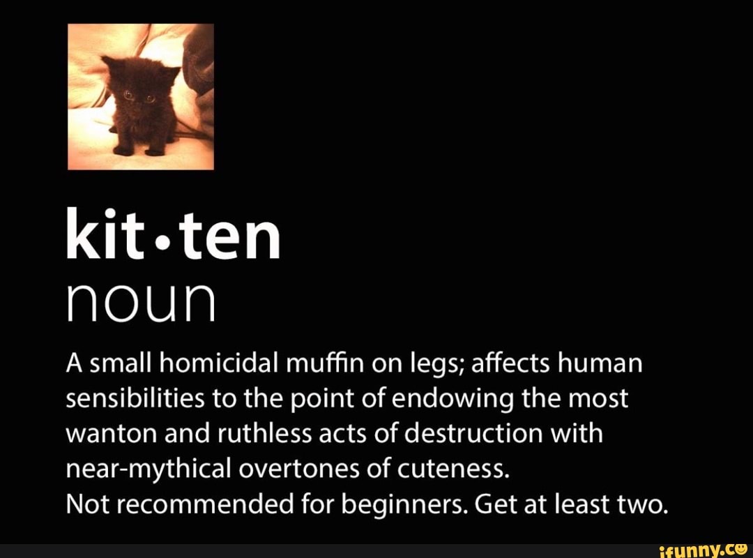 Kitten noun A small homicidal muffin on legs; affects human