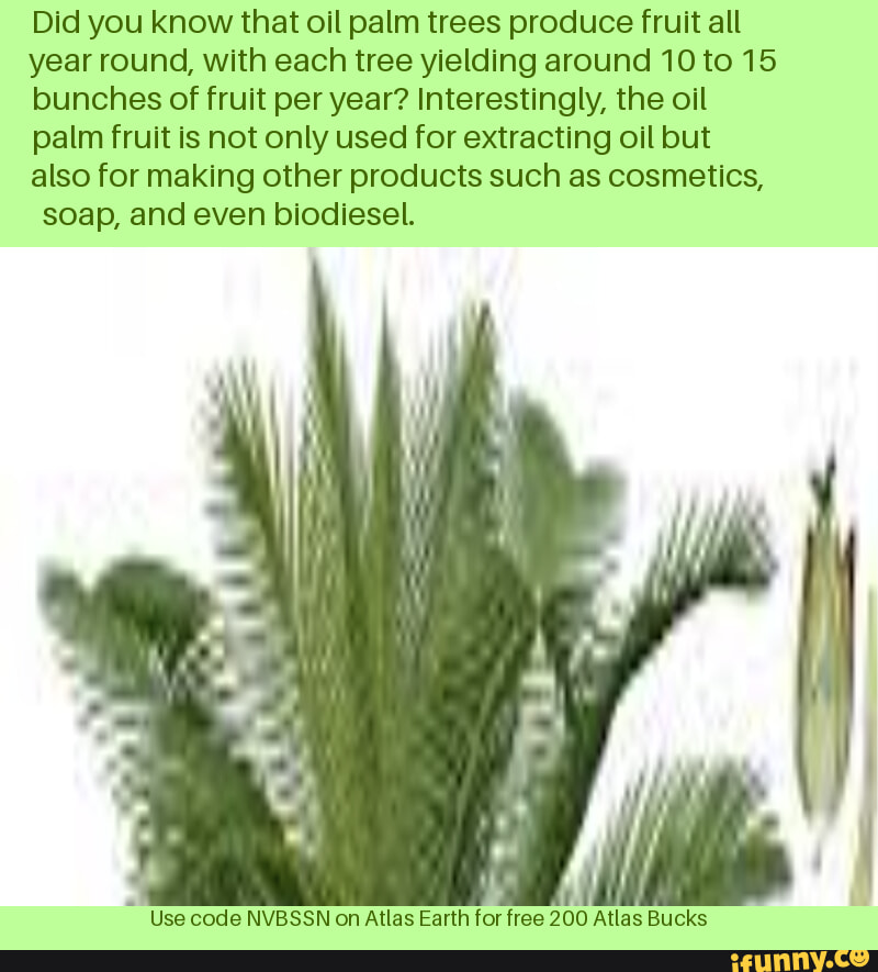 Did you know that oil palm trees produce fruit all year round, with