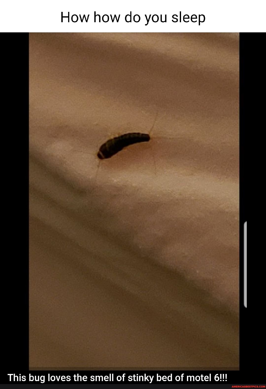 How how do you sleep
This bug loves the smell of stinky bed of motel 6!!!