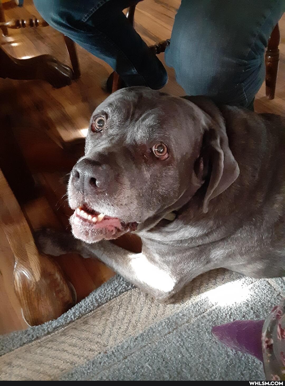 dogs, old_man, manatees
