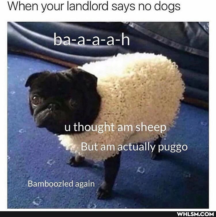 When your landlord says no dogs
thought am sheep
But am actually puggo
Bamboozled again
ww