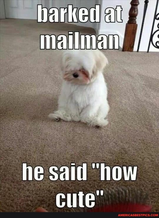 Sharked mailman
he said "how cite"