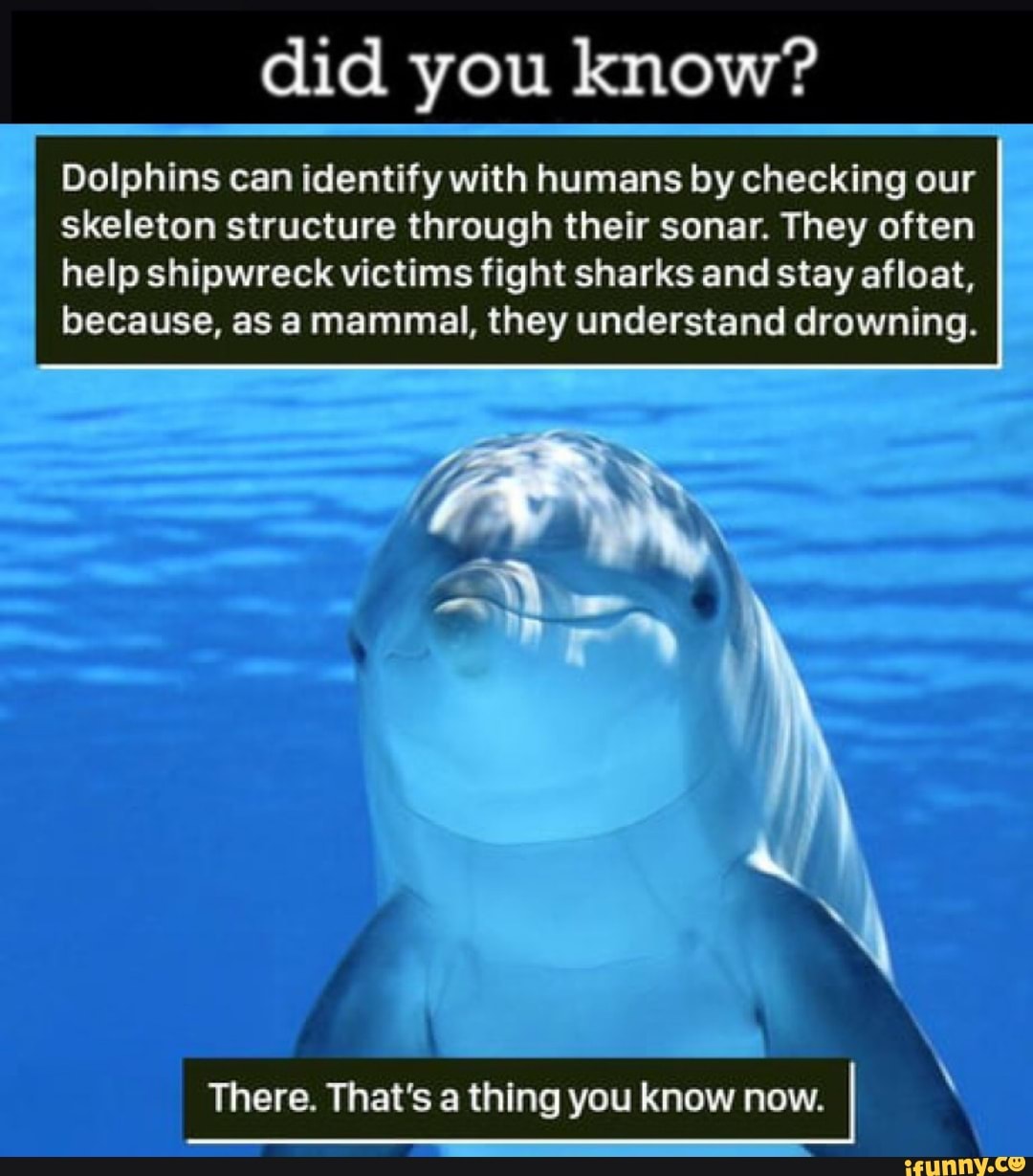 Did you know? Dolphins can identify with humans by checking our ...