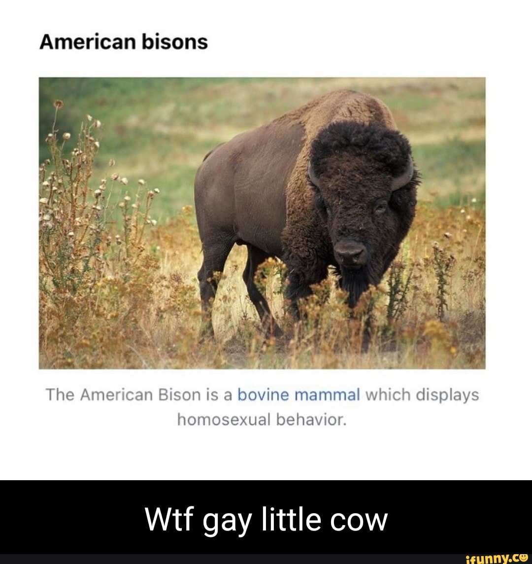 Bisons Memes Best Collection Of Funny Bisons Pictures On Ifunny