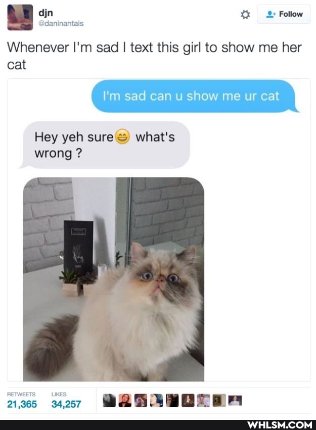 Whenever I'm sad I text this girl to show me her
Follow
I'm sad can u show me ur cat
Hey yeh sure what's wrong ?
cat
ns MRBROBEER