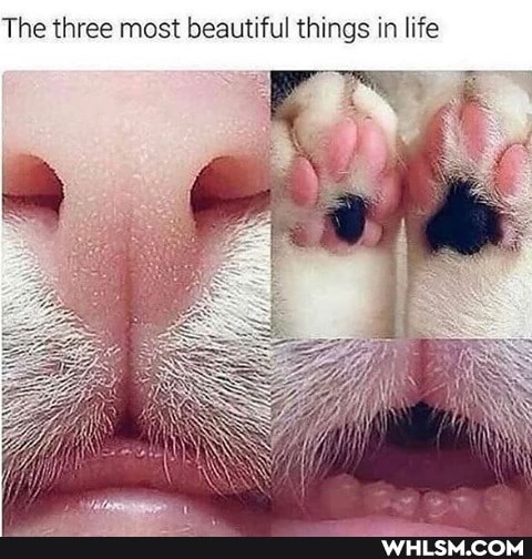 The three most beautiful things in life