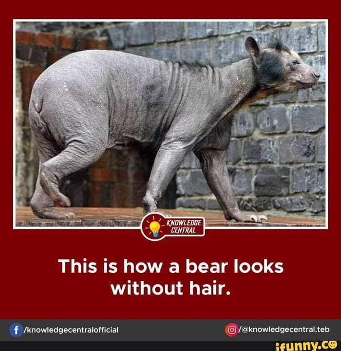 This is how a bear looks without hair. 