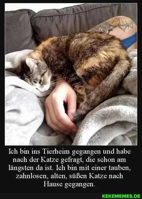 Ich bin ins Tierheim gegangen und habe nach der Katze gefragt, die schon am längsten da ist. Ich bin mit einer tauben, zahnlosen, alten, süßen Katze nach
Hause eeeaneen.