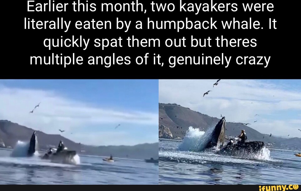 Earlier this month, two Kayakers were literally eaten by a humpback
