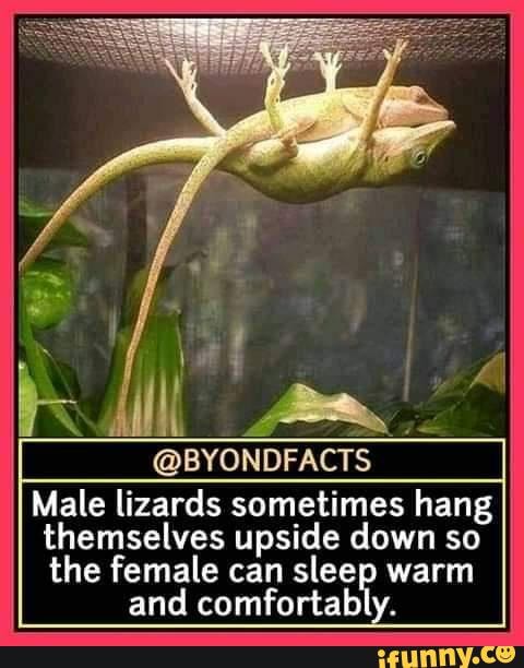 Interesting facts - Poll @BYONDFACTS Male lizards sometimes hang ...