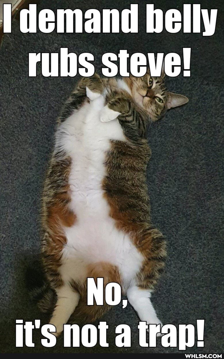 demand belly rubs steve!
No, i's not tran!