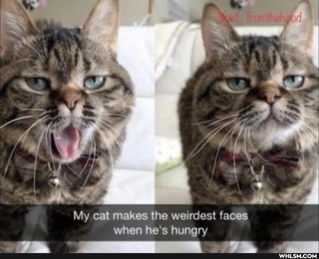 MS My cat makes the weirdest faces
when he's hungry