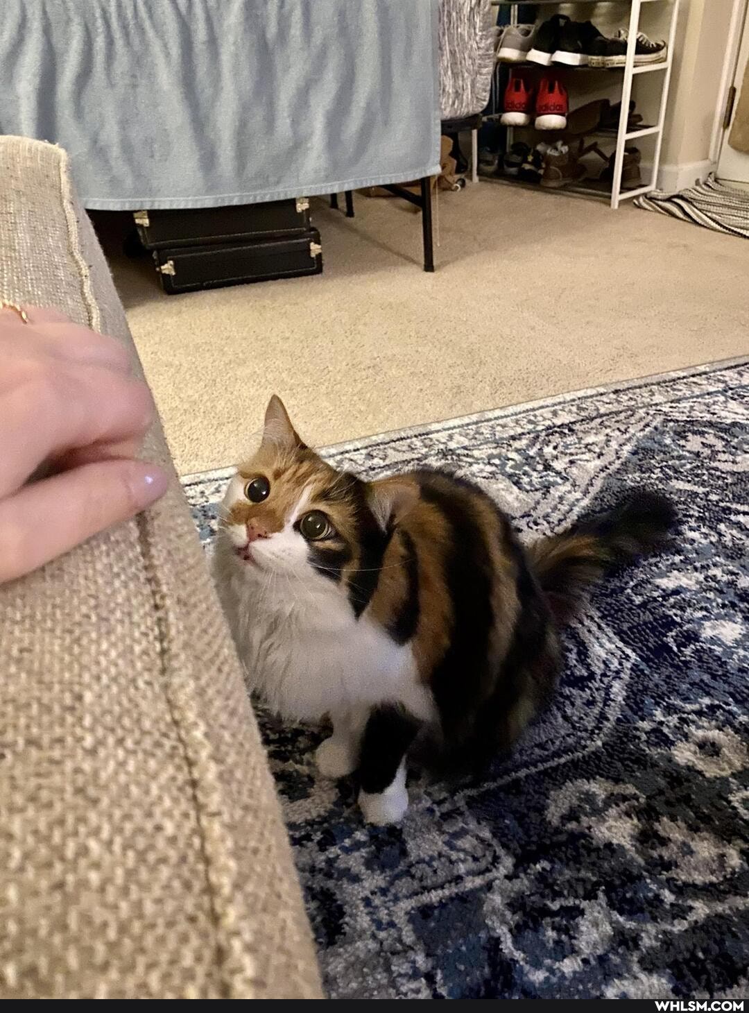 cats, pets