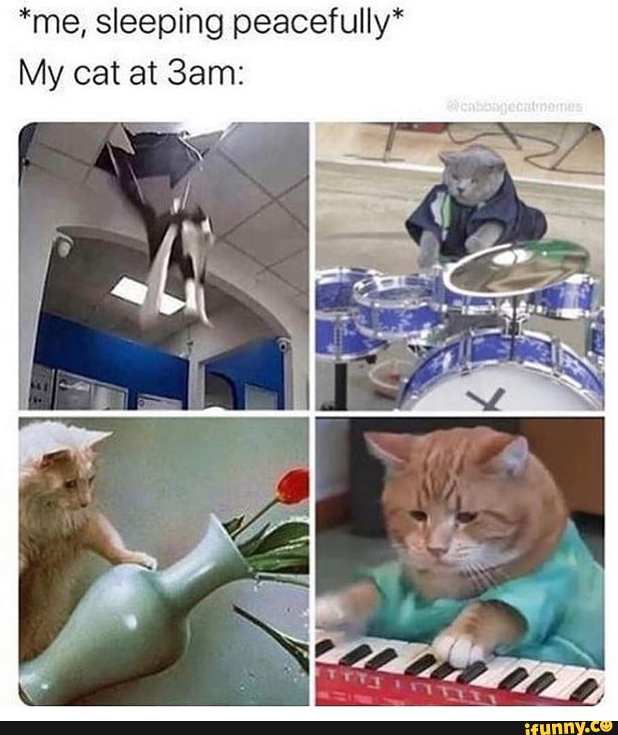 *me, sleeping peacefully*
My cat at