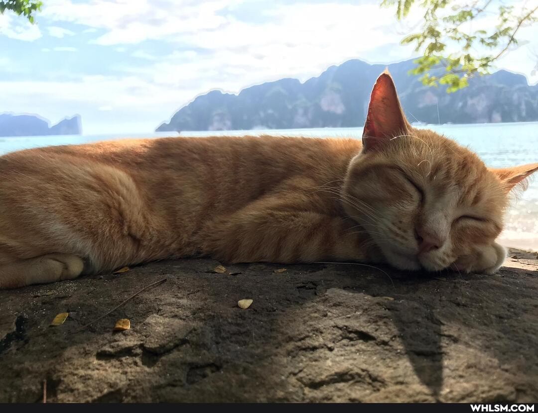 cats, thailand