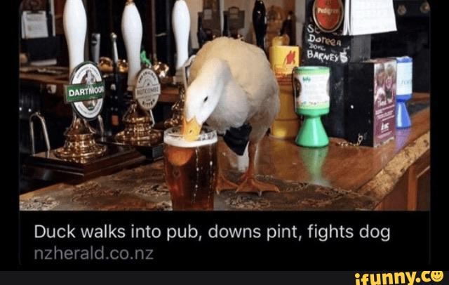 Duck walks into downs pint, fights dog
thorald co nz