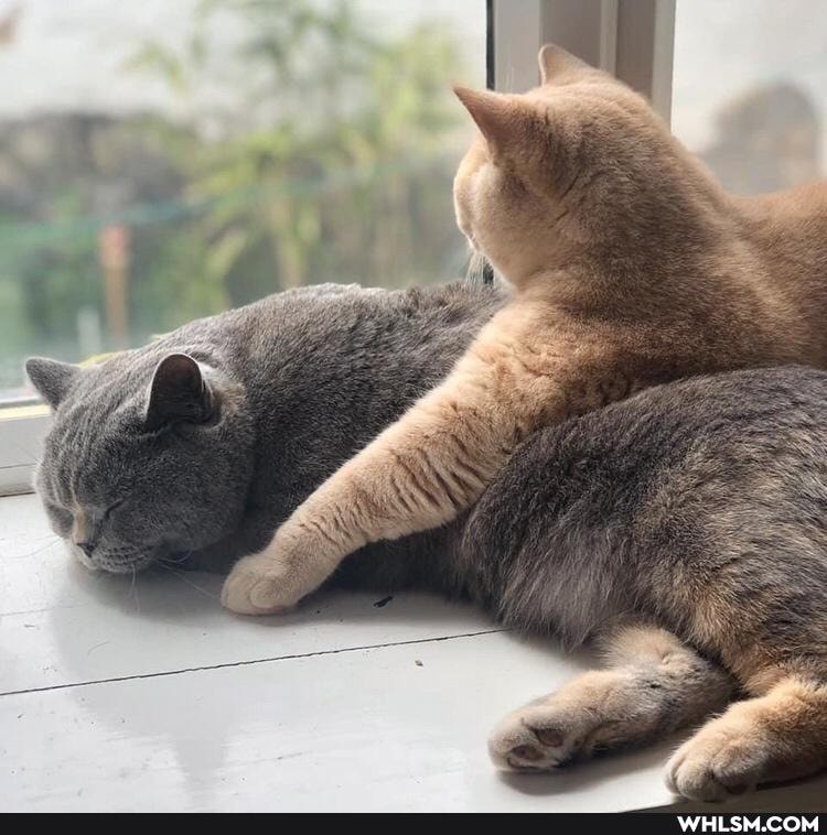 funny, cat, love