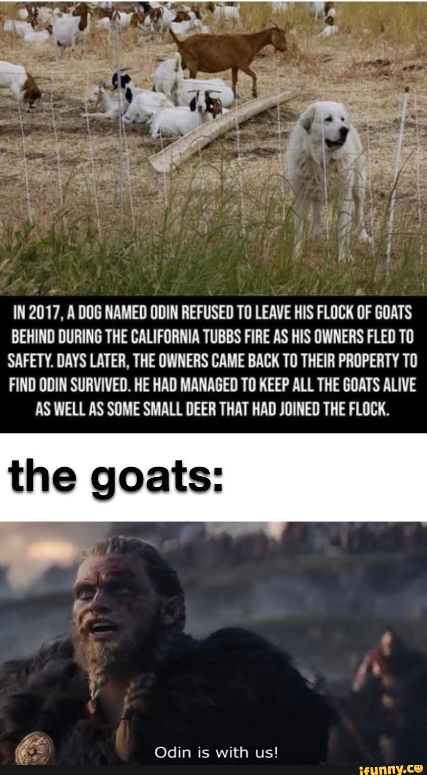 IN 2017, A DOG NAMED ODIN REFUSED TO LEAVE HIS FLOCK OF GOATS BEHIND DURING THE CALIFORNIA TUBBS FIRE AS HIS OWNERS FLED SAFETY. DAYS LATER, THE OWNERS CAME BACK TO THEIR PROPERTY TO FIND ODIN SURVIVED. HE HAD MANAGED TO KEEP ALL THE GOATS ALIVE AS WELL AS SOME SMALL DEER THAT HAD JOINED THE FLOCK.
Odin is with us!