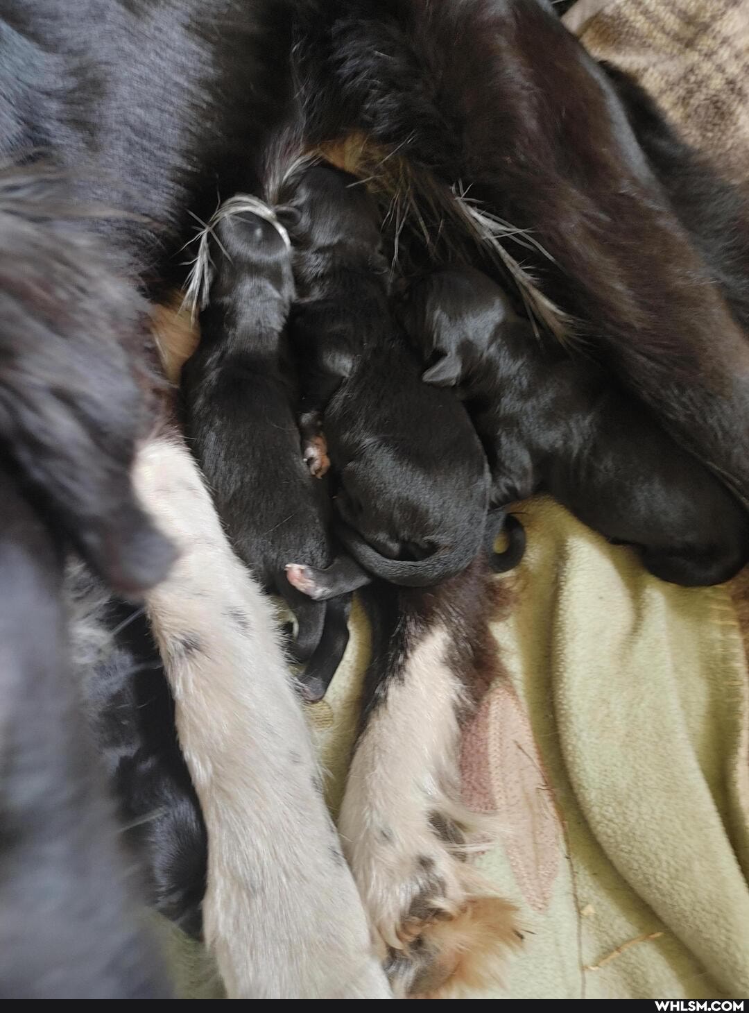 dog, adorable, baby_animals, happy_animals