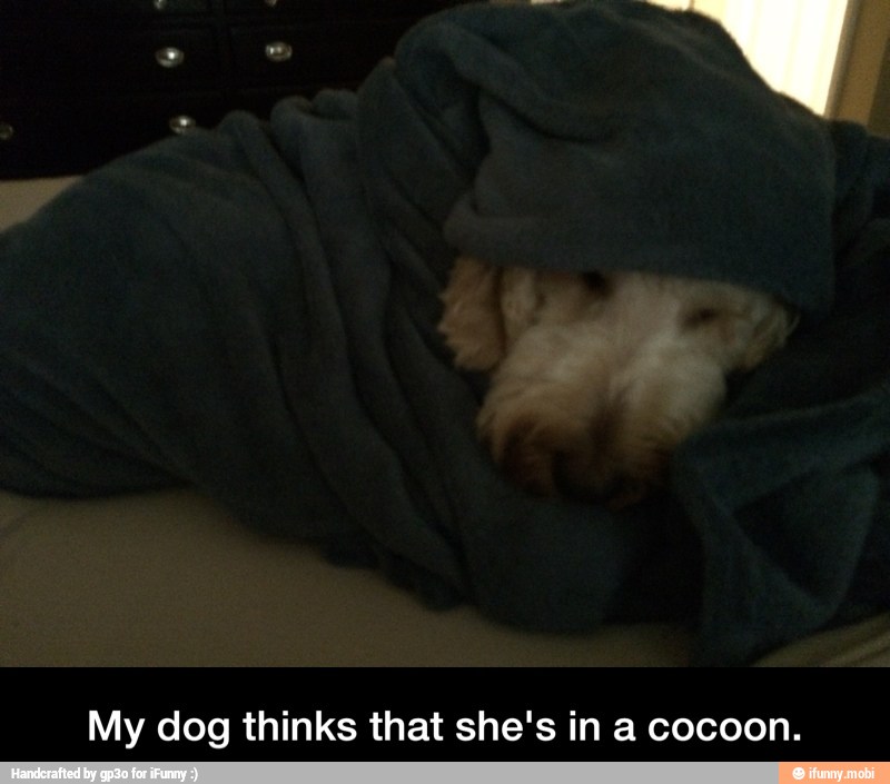 My dog thinks that she's in a cocoon. - My dog thinks that she's in a cocoon.