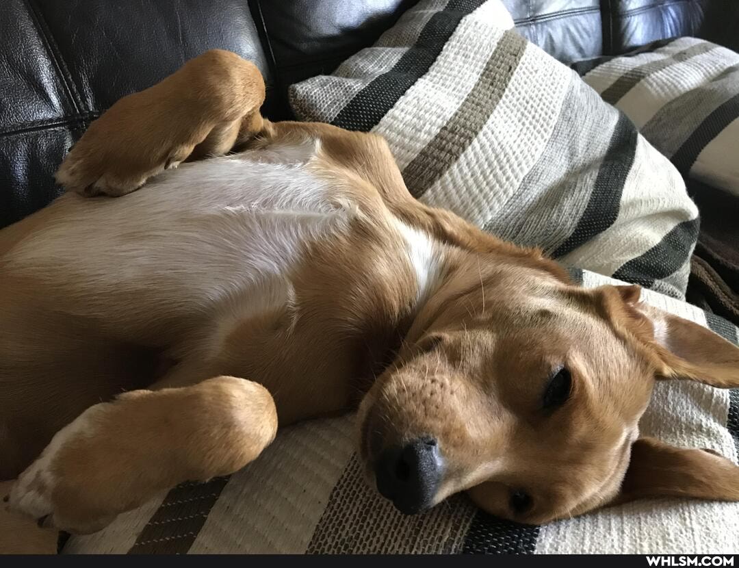 meet, evie, supermutt