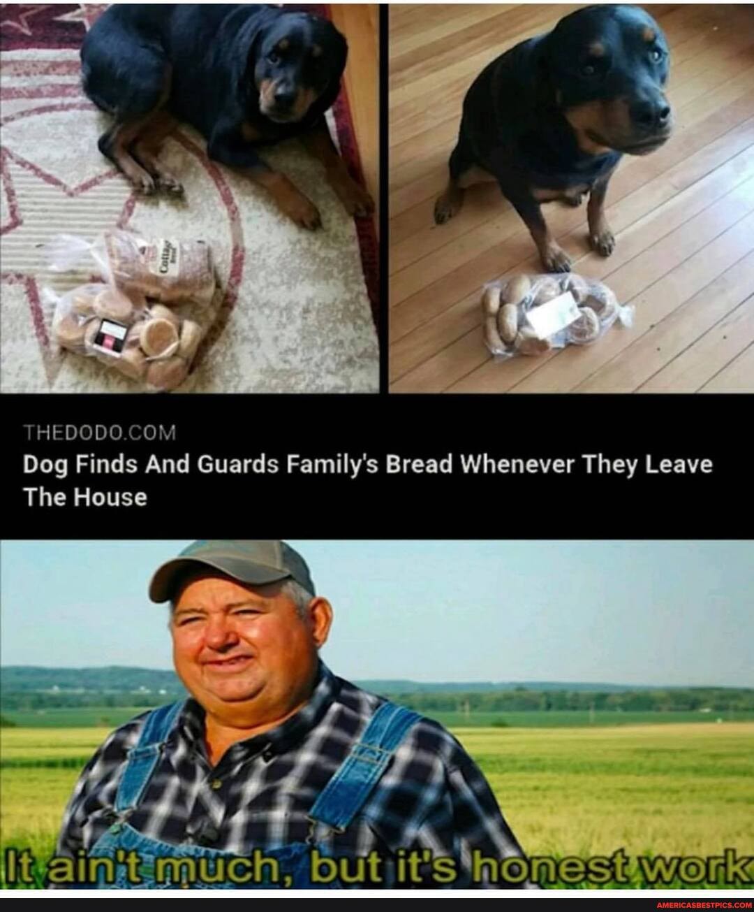 THEDODO COM Dog Finds And Guards Family's Bread Whenever They Leave
The House
its honest