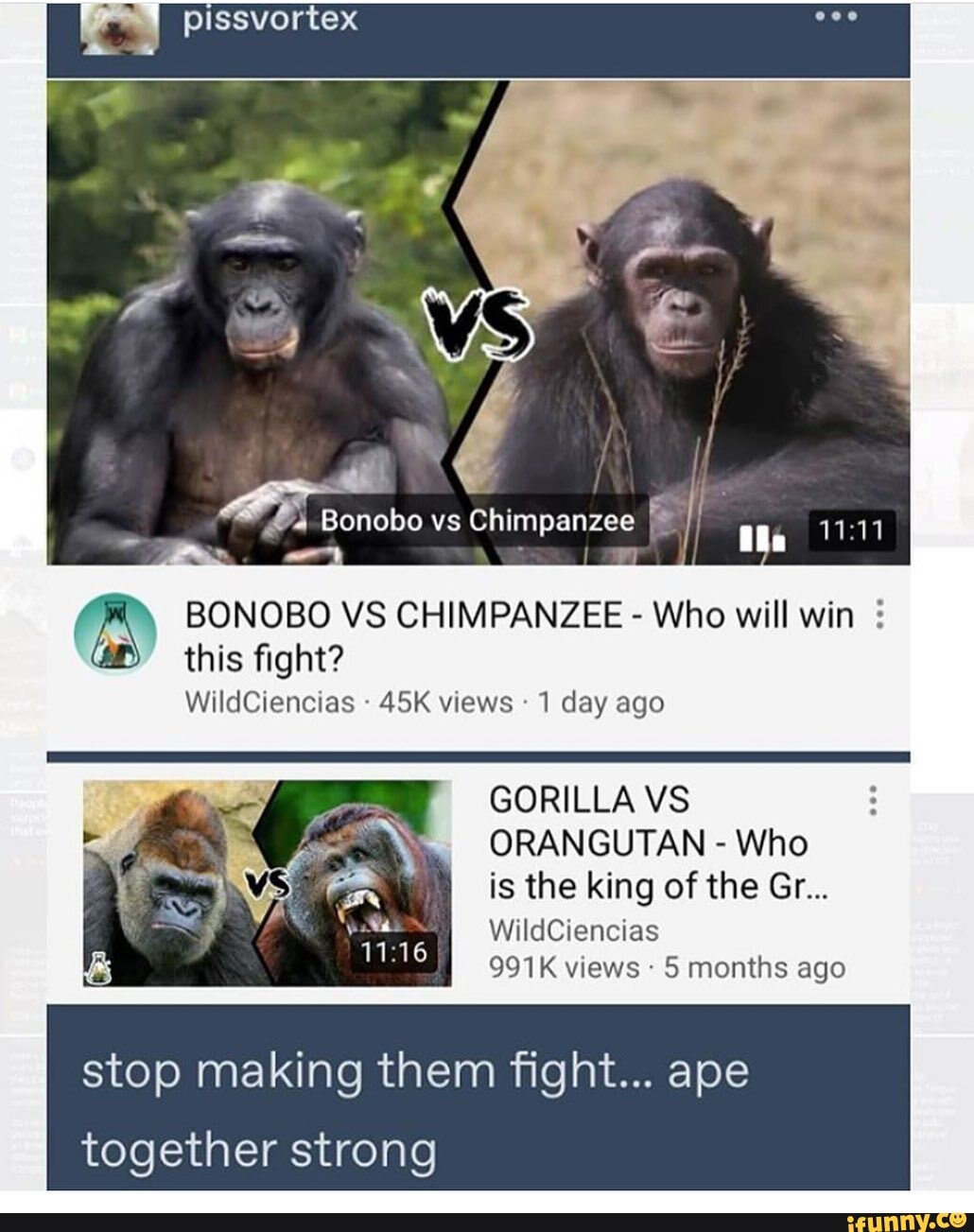 gorilla vs chimpanzee