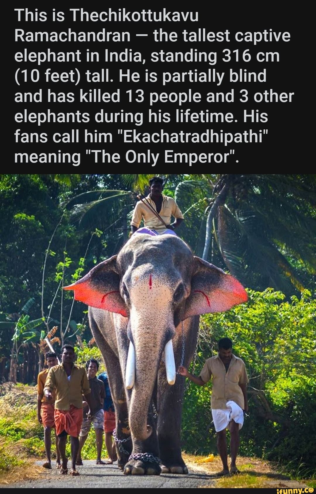 This is Thechikottukavu Ramachandran the tallest captive elephant in