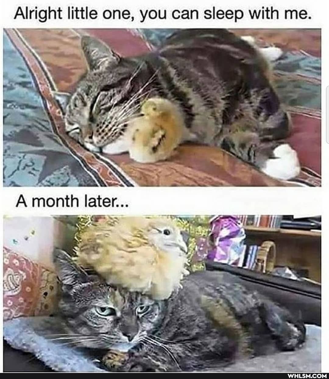 Alright little one, you can sleep with me.
A month later...