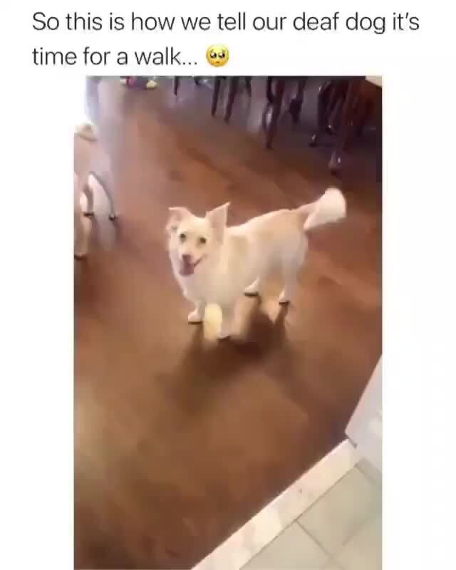 So this is how we tell our deaf dog it's time for a walk... iFunny )