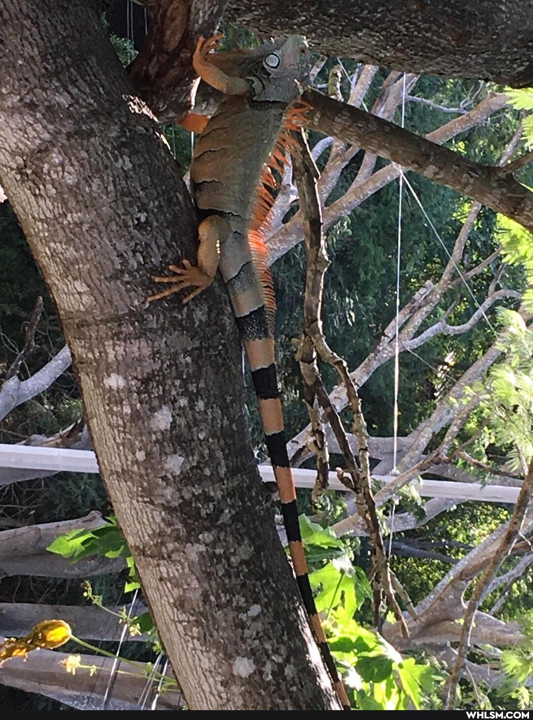 mildly_interesting, mexico, iguana