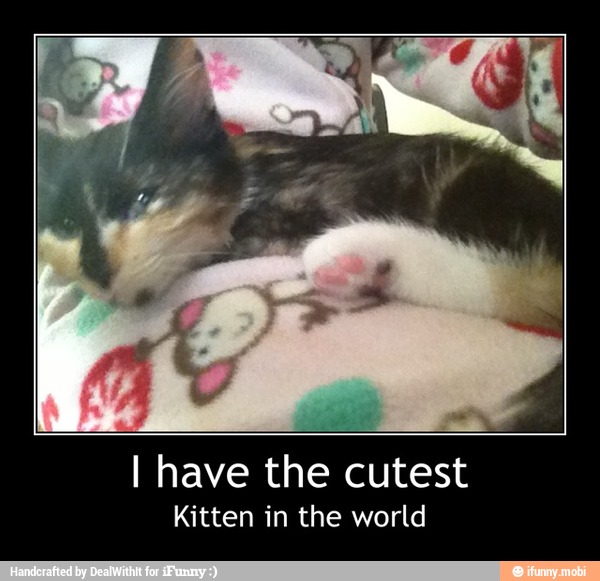 Ê
e
4
I have the cutest
Kitten in the world - I have the cutest
Kitten in the world