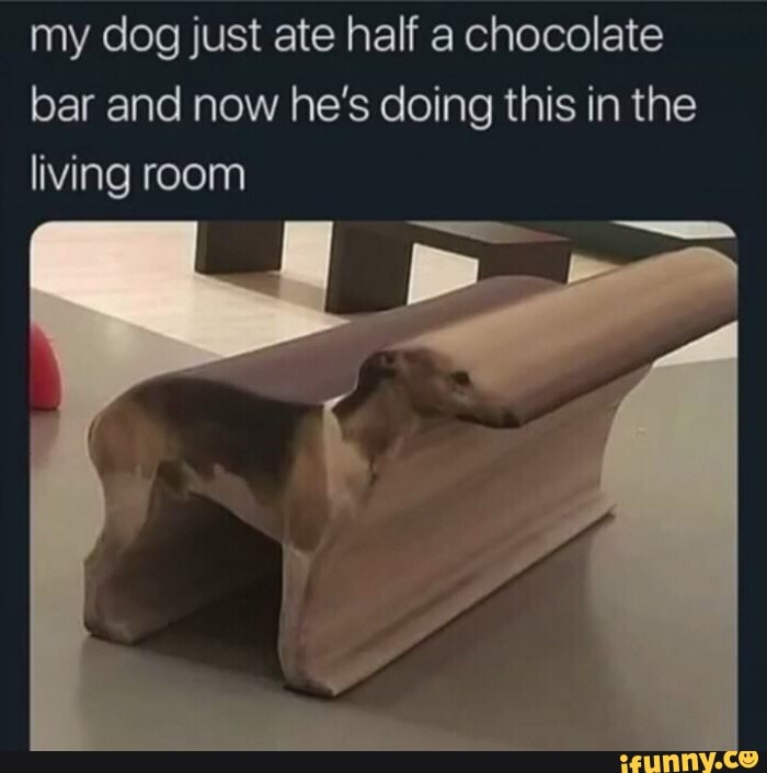 my dog just ate half a chocolate
bar and now he's doing this in the
living room