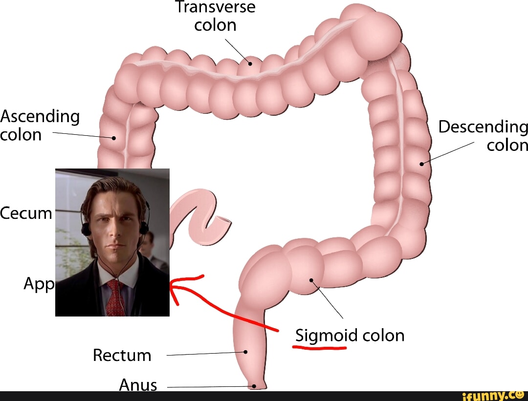 Ascending colon Rectum Sigmoid colon Anus Transverse colon Descending ...