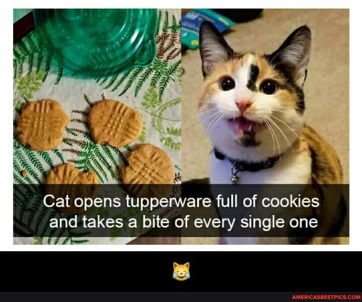 Cat opens tupperware full of cookies and takes a bite of every single one - đŸ˜¹