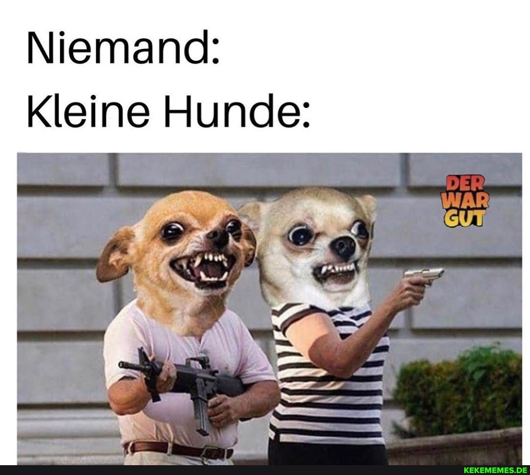 Niemand:
Kleine Hunde: