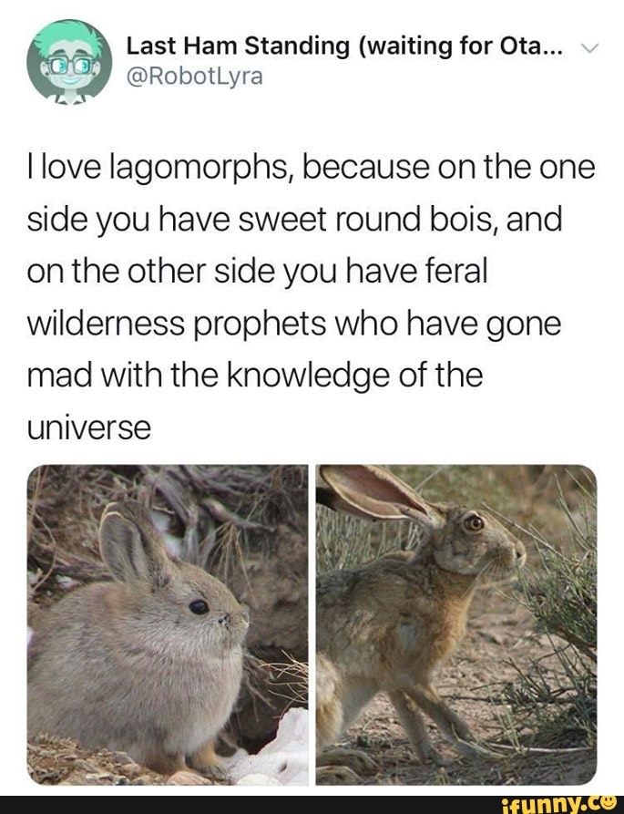Last Ham Standing (waiting for Ota...
I love lagomorphs, because on the one
side you have sweet round bois, and
on the other side you have feral
wilderness prophets who have gone
mad with the knowledge of the
universe