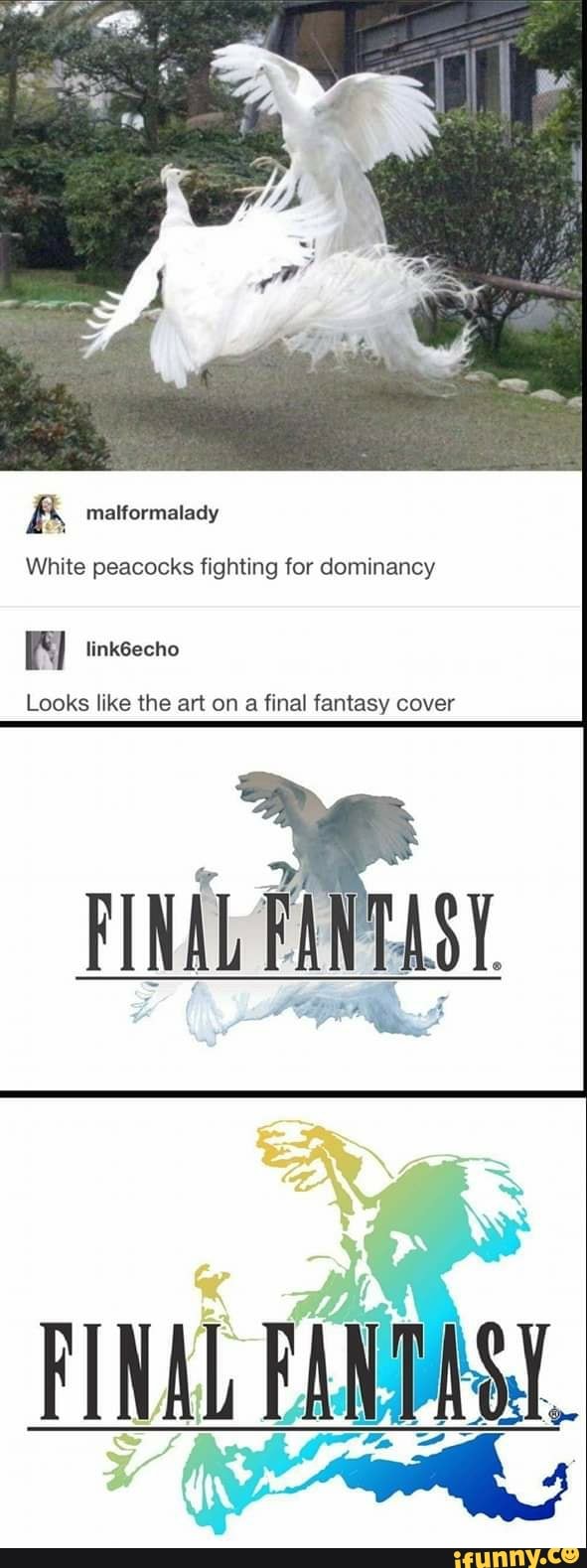 A malformalady
White peacocks fighting for dominancy
Looks like the art on
a final fantasy cover