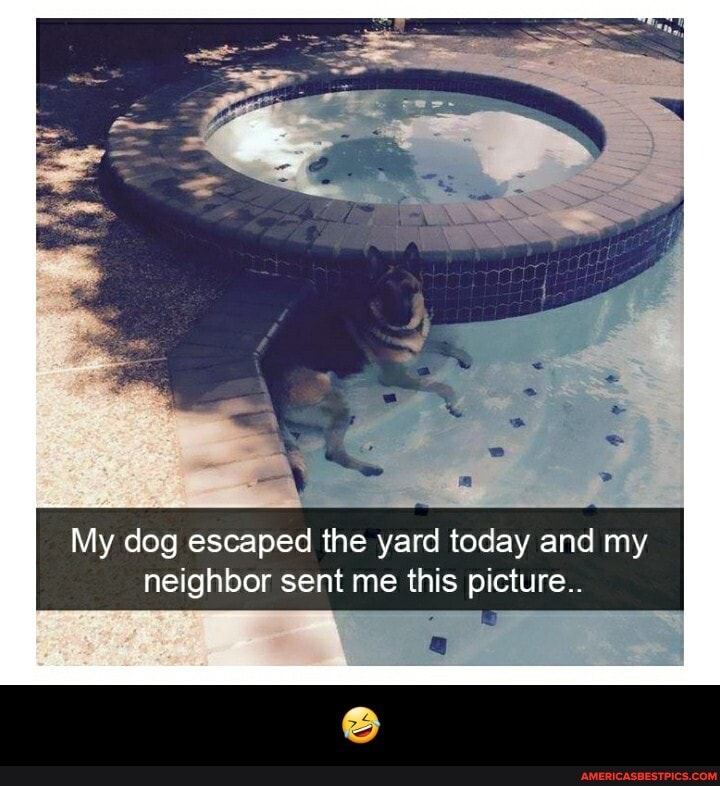 My dog escaped the yard today and my neighbor sent me this picture.. - 🤣