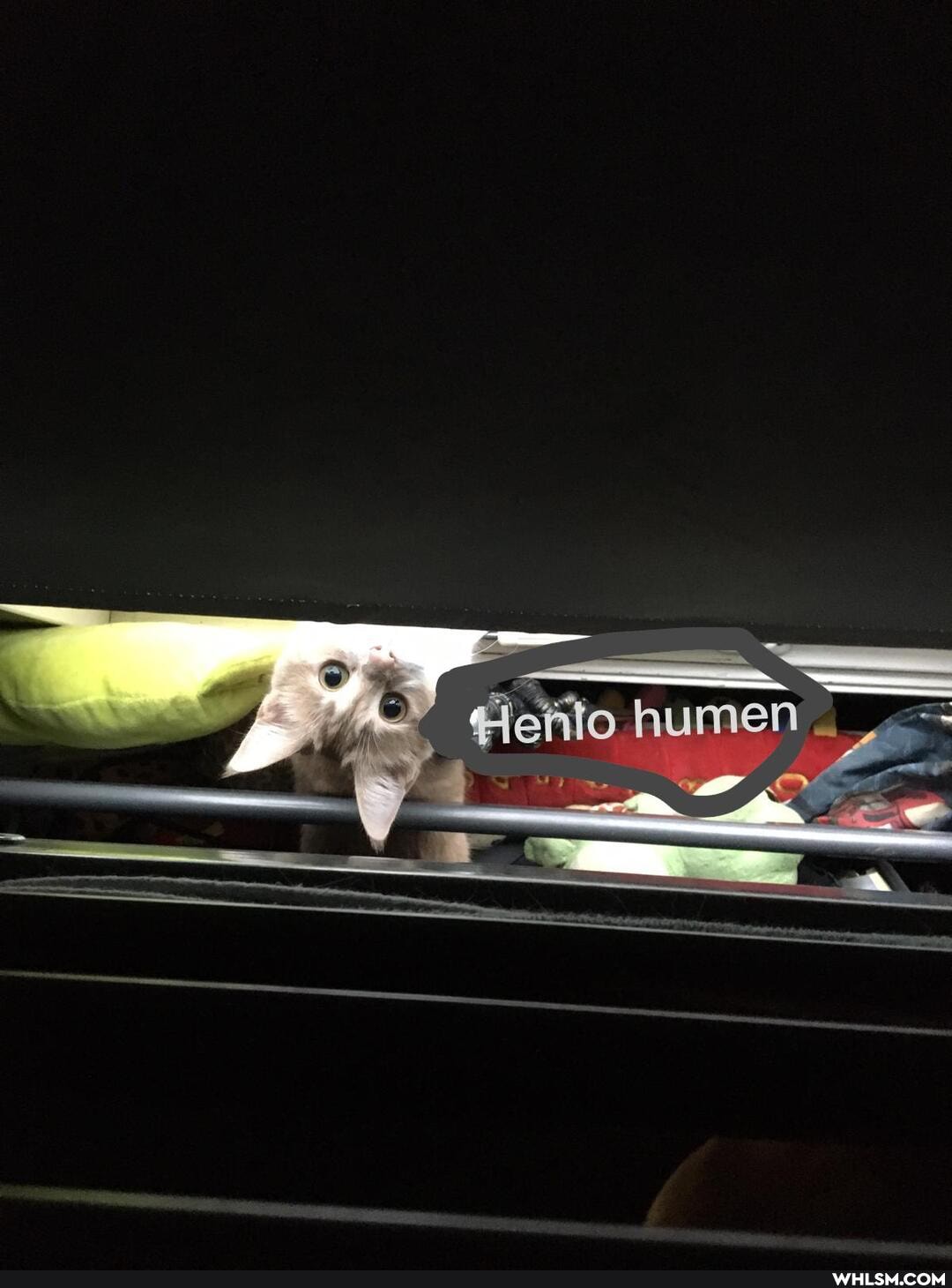 'AS fleñilo humen
UN -