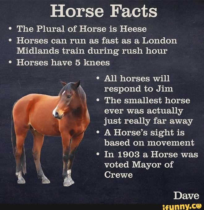 All fact according to the Inter web. Horse Facts The Plural of Horse