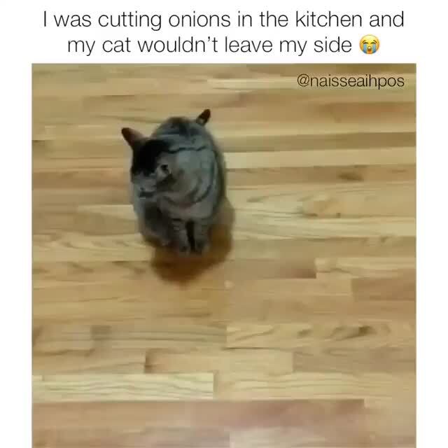 I was cutting onions in the kitchen and my cat wouldn't leave my side ...